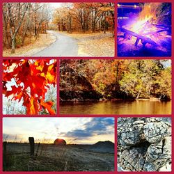 View of trees on landscape