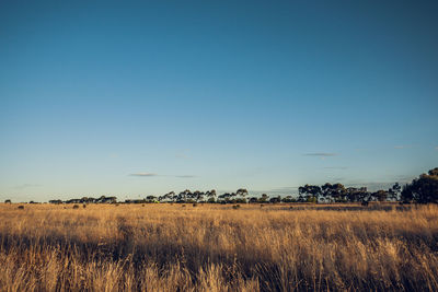 Scenic view of field against clear blue sky