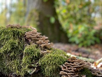 Close-up of pine cone on tree in forest