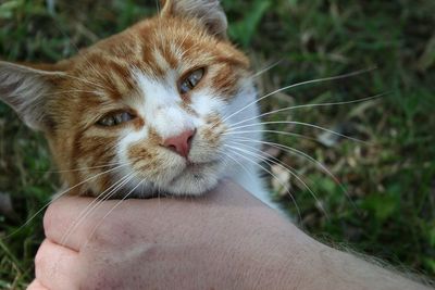 Close-up portrait of hand holding cat
