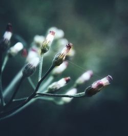 Close-up of plant