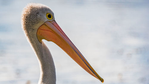 Close-up of a bird against sky