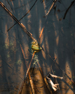 Close-up of frog sitting on branch in water