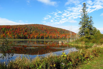 Reflection of trees in calm lake
