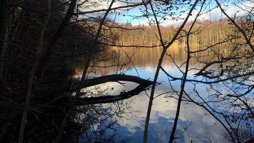 Close-up of tree against sky