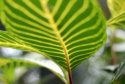 Close-up of green leaves