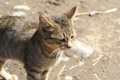 Close-up of kitten sitting outdoors