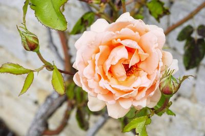 Close-up of rose plant