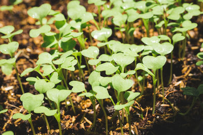 High angle view of plant growing on field