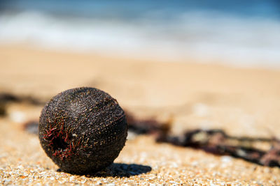 Close-up of  sea  urchin  on sand