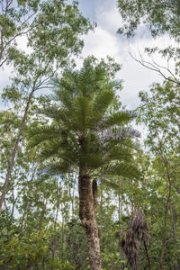 Low angle view of coconut palm trees against sky