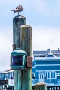 Bird perching on wooden post against sky