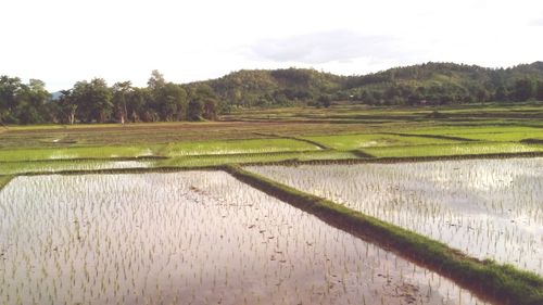 Scenic view of field against sky