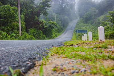 Surface level of road by trees