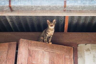 Portrait of cat sitting on wood