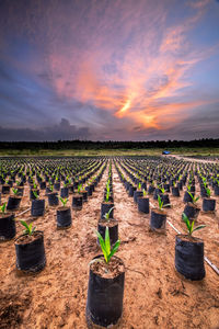 Scenic view of agricultural field against sky during sunset