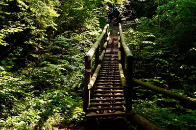 Footbridge amidst trees in forest