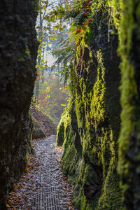 Footpath amidst trees in forest