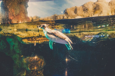 View of fish swimming in lake