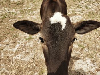 Close-up of a horse on field