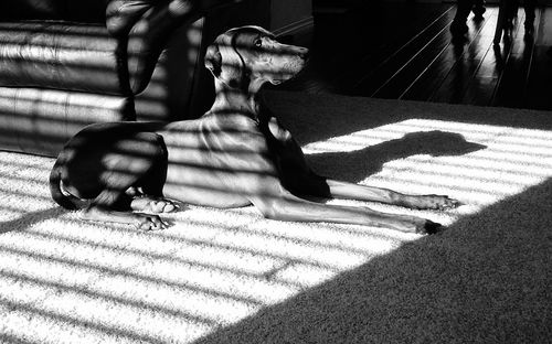 Sunlight falling on weimaraner dog relaxing on rug at home