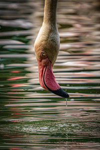 Close-up of bird