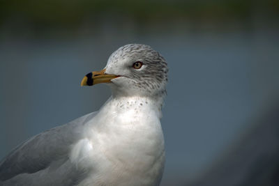 Close-up of seagull against lake