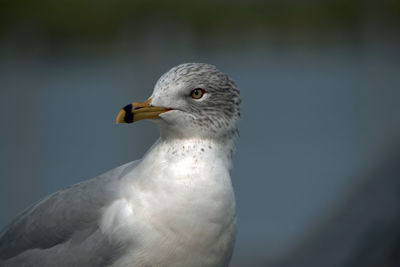 Close-up of a bird