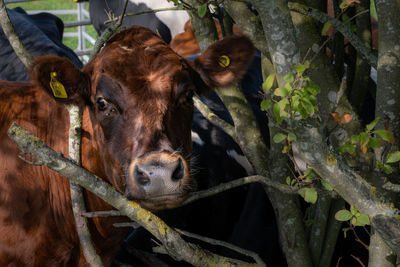 A closeup picture of a brown heifer with the head among  trees