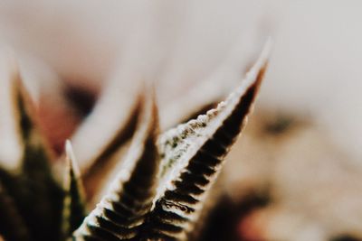 Close-up of plant