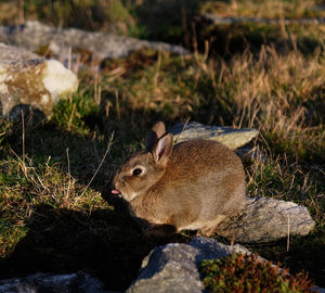 Close-up of rabbit on rock