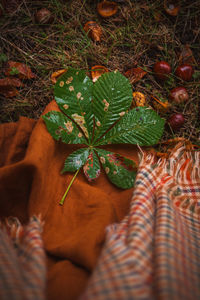 Close-up of christmas decorations on field