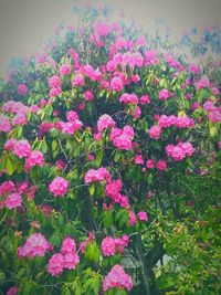 Close-up of pink flowering plants