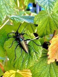 Close-up of insect on leaves