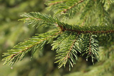 Close-up of pine tree leaves