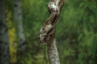 Close-up of snake on tree