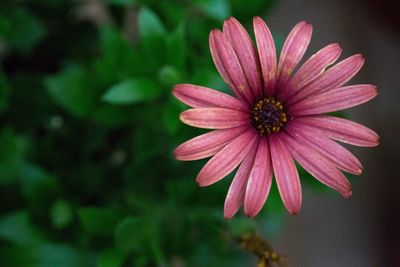 Close-up of pink flower