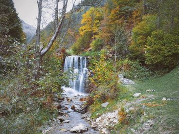 Waterfall amidst trees
