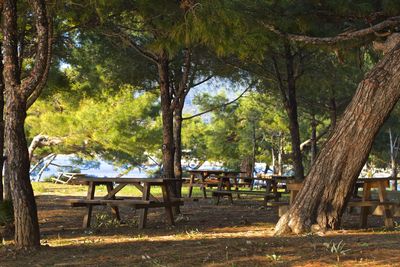 Trees in park