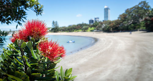 Close-up of red flowering plant against sky