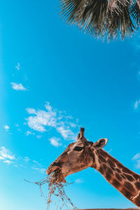 Low angle view of lizard on tree against sky