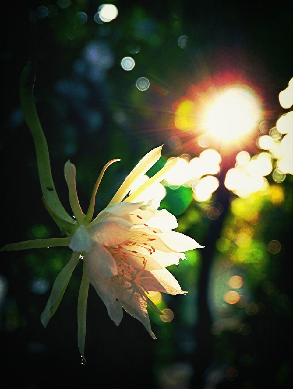 flower, petal, freshness, fragility, growth, flower head, beauty in nature, water, blooming, nature, plant, close-up, white color, sunlight, focus on foreground, leaf, in bloom, single flower, outdoors, day