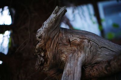 Close-up of statue against tree trunk