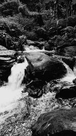 Aerial view of river flowing through forest