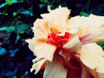 Close-up of red rose flower