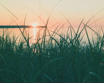 Close-up of grass against sky during sunset