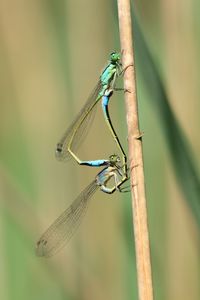 Close-up of dragonflies