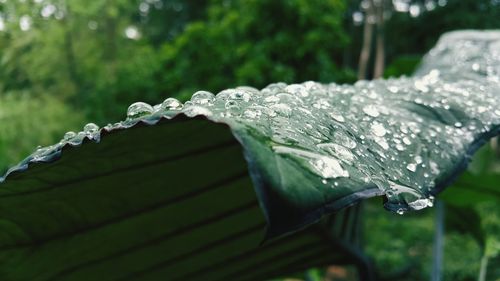 Close-up of water drops on grass