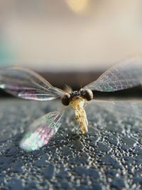 Close-up of damselfly on leaf