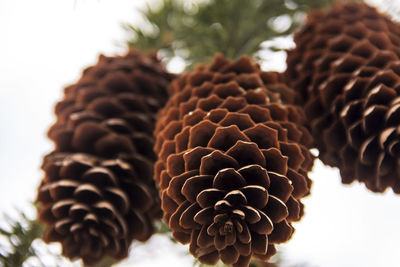 Close-up of pineapple